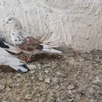 گرگی نر|پرنده|نورآباد, |دیوار