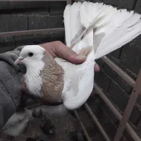 کفتر ماده عروسک پرشی