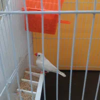 فنچ ،قفس|پرنده|مشهد, سمزقند|دیوار