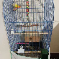 طوطی کوتوله جفت|پرنده|شاهینشهر, عطار|دیوار