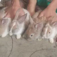 خرگوش زیباودوست داشتنی اسراییلی|موش و خرگوش|شیراز, جوادیه|دیوار