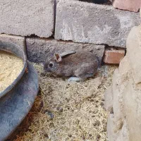 دوعدد خرگوش نر