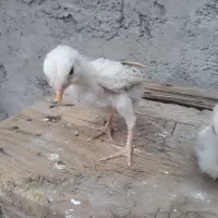 جوجه لاری نسل عالی و دنگ بالا