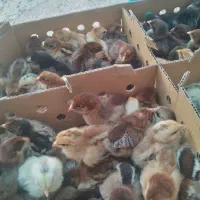جوجه
