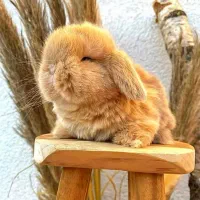 خرگوش لوپ ارمنستانی|موش و خرگوش|همدان, |دیوار