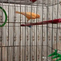 فروش قناری نر