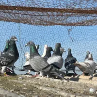 کبوتر یکجایی|پرنده|سرخنکلاته, |دیوار