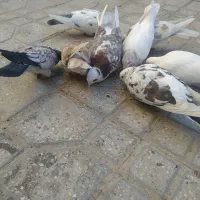 کبوتر  معاوضه با مرغ خروس