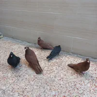 کبوتر صرب|پرنده|اهواز, کوی رمضان|دیوار