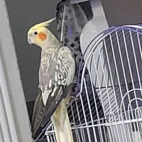 عروس هلندی یک سال نیم