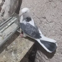 کبوتر غریب|پرنده|ایجرود, |دیوار