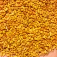 فروش بذر یونجه گرمسیری کل استان کشاورز|خدمات باغبانی و درختکاری|نرماشیر, |دیوار