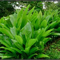 فروش ویژه پودر عسل زردچوبه تولید داخل|خوردنی و آشامیدنی|تهران, شهرک علم و فناوری|دیوار