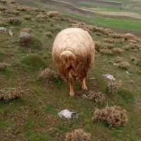 قوچ  خوب  وجوان