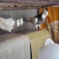 طوقی‌.تهرانی  کبوتر
