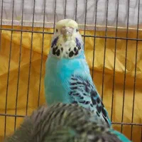 مرغ عشق انگلیسی