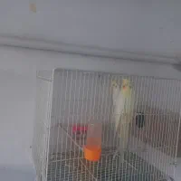 یک جفت عروس هلندی لوتینیو .جوان|پرنده|مشهد, آزادشهر|دیوار