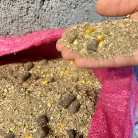 خوراک دام بر پایه جو و افتابگردان