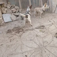 پاپی|سگ|نیشابور, خط کاشمر|دیوار