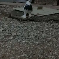 کبوتر سسلی گولی|پرنده|ارومیه, |دیوار