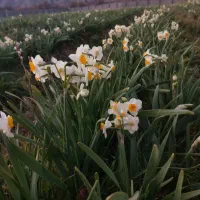 فرصت مناسب برای یک سرمایه گذاری بی نظیر|فروش دفتر صنعتی، کشاورزی، تجاری|خفر, |دیوار