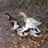 چهار اردک ۹۰۰|حیوانات مزرعه|یاسوج, |دیوار