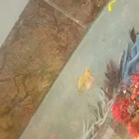 آکواریم شیشه خم با وسایل|ماهی|کرمان, |دیوار