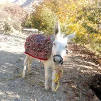 حیوان مزرعه