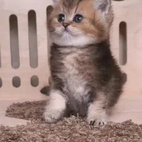 چاکلت گلد وبلک گلد بریتیش