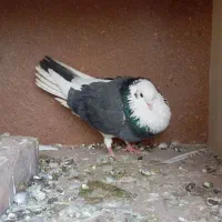 کفتر خوب|پرنده|یزد, |دیوار