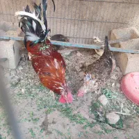 نیمچه خروس.جوجه.مرغوخروس