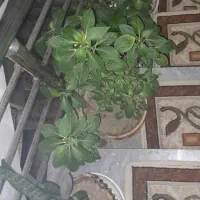 گل طبیعی