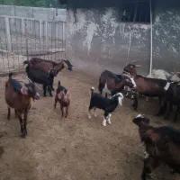 ۹ راس بز با بزغاله نژاد آلپاین ۵۰ درصد شیری
