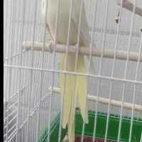 فروش لوتینو چند کلمه حرف میزنه