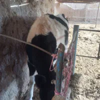 تلیسه آبستن وگاووگوساله گاو شیری|حیوانات مزرعه|تربت جام, میان جام|دیوار