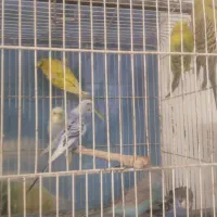 کلکسیونی بینظیرازدنیای مرغ عشق  آیهان|پرنده|خوی, |دیوار