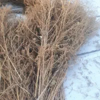 جارو|لوازم نظافت|خوی, |دیوار