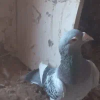 کبوتر|پرنده|سده (خراسان جنوبی), |دیوار