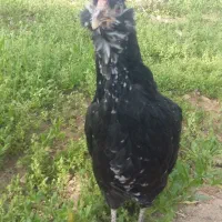 مرغ خروس گلین طوسی وخال سوزنی ریش چهلتاج فوول|حیوانات مزرعه|زنجان, |دیوار