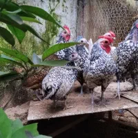 تخم مرغ تازه سیبرایت نطفه دار|حیوانات مزرعه|بندر انزلی, پیل علی باغ|دیوار