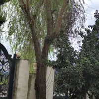 فروش فوری یک عدد درخت برای ذغال و غیره