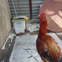مرغ و خروس لاری