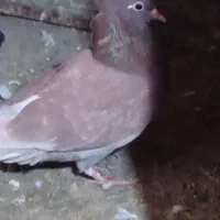 نروماده پرشی ویک عددماده|پرنده|قم, سید معصوم|دیوار