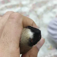 سهره چهار گل|پرنده|تهران, حر|دیوار