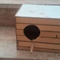 لونه پرنده