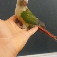 گرینچیک دستی رام