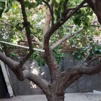 خانه-قدیمی-و-کلنگی