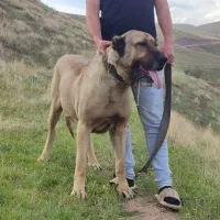 سگ سرابی|سگ|ترکمانچای, |دیوار