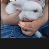 حراج بچه خرگوش