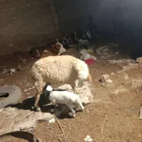 گوسفند با بره نر درجه یک|حیوانات مزرعه|کارون, |دیوار